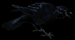 Nevermore!